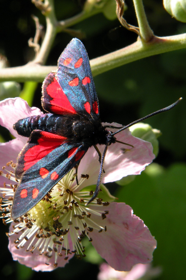 Zygaenidae